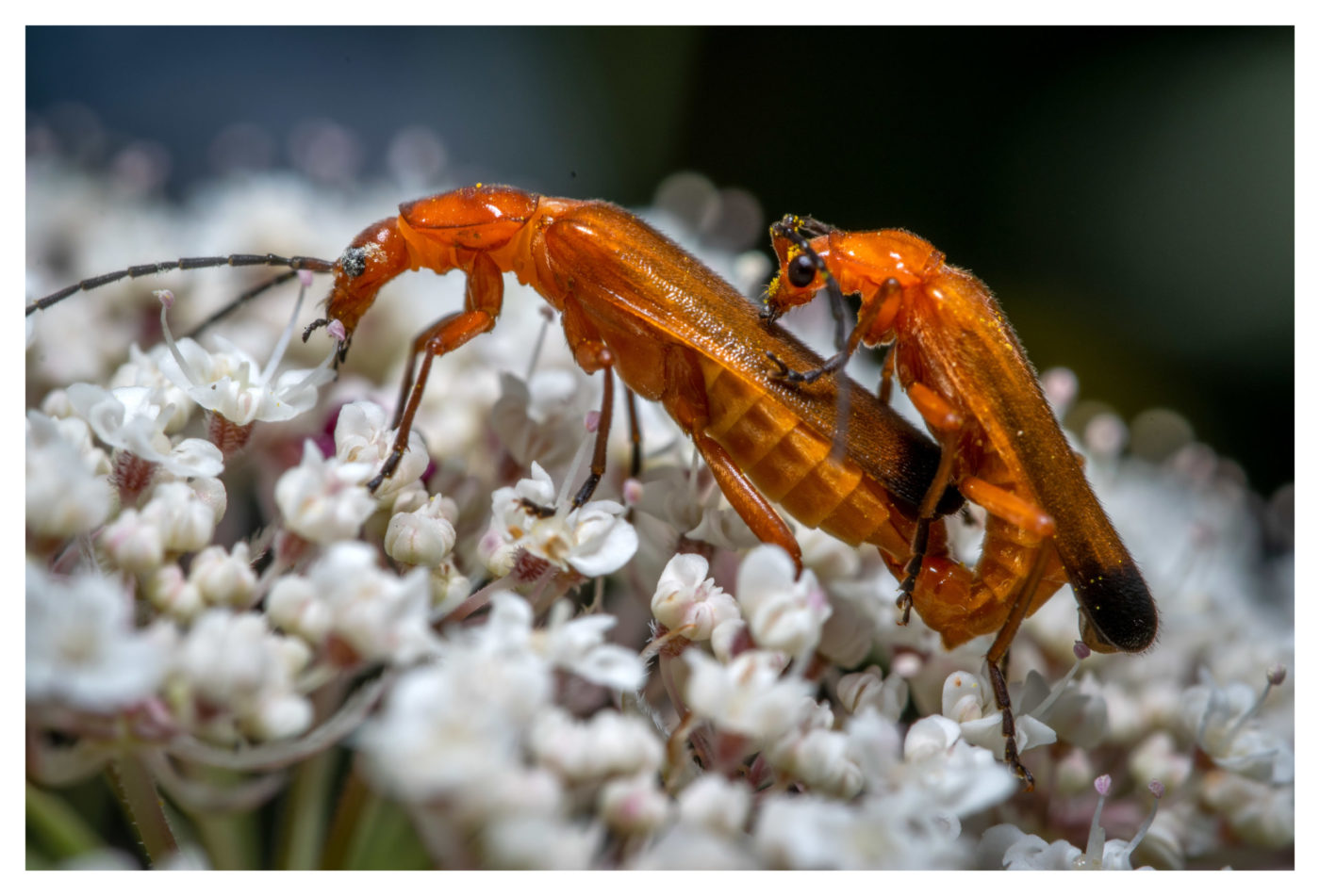 Red Soldier Beetles, Rhagonycha fulva, mating on a bed of small white flowers
